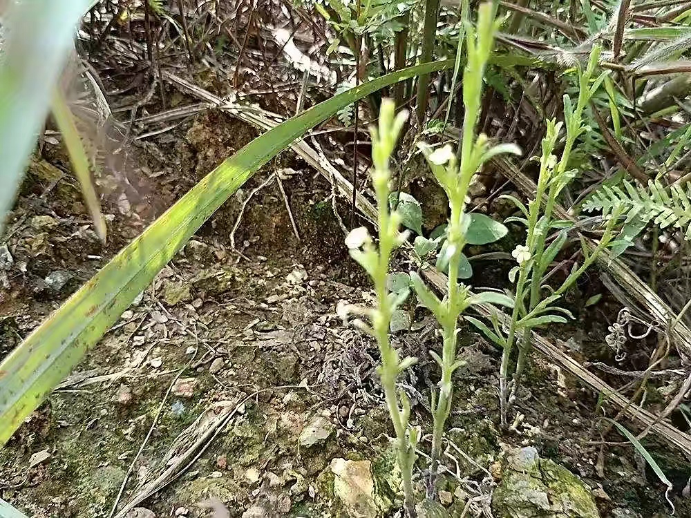 独脚金：虽然细小如牙签，高不过20CM，却有草中黄金的美誉