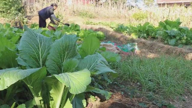 粪水浇菜不能吃？“粪水浇菜”用了数千年如今却屡被质疑