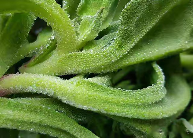 此菜原产自非洲，浑身冰珠子还带咸味，没想到引进国内成网红