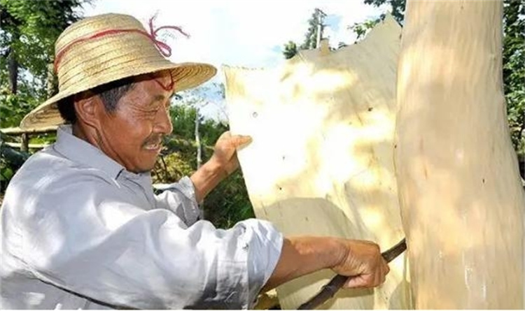 树皮含“银丝”的杜仲树，农民种它就为了树皮，剥皮后还能活吗？