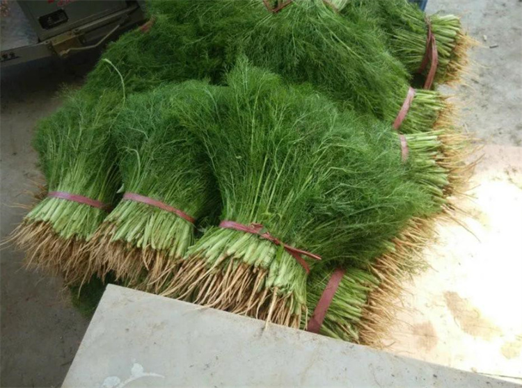 北方人爱吃的茴香，为何在南方基本没人吃？ （饮食习惯不同）