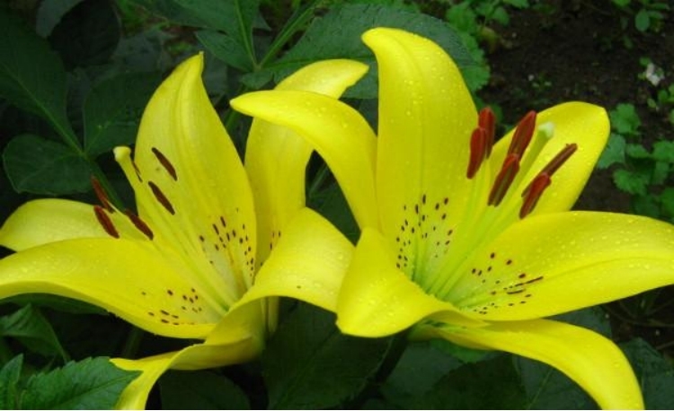 百合有几种颜色？粉色浪漫，白色纯粹，黄色富贵（五种颜色）