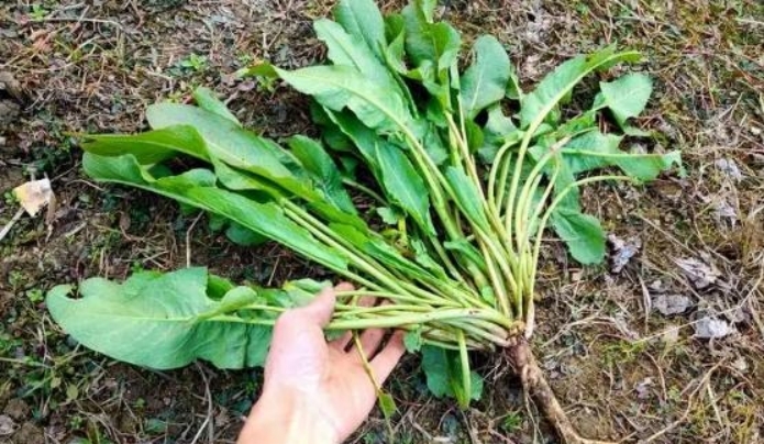 路边常见的“野菠菜”能吃吗？为何被称为“金不换”？