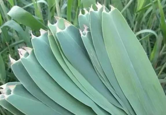 粽叶是什么叶子？你见过几个 （箬竹、荷花、芦苇、芭蕉、桂竹）