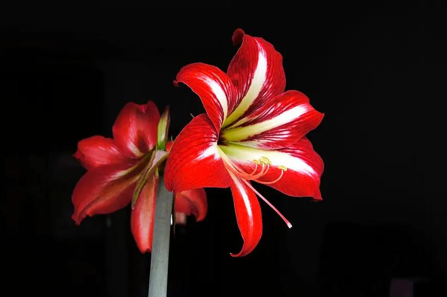 朱顶红开过花之后怎么处理？（及时修剪，节省养分）