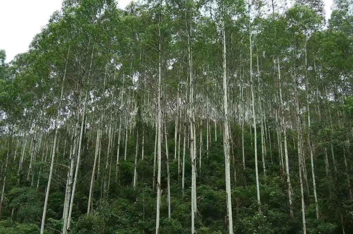 火的操控者——桉树，顽强的生命完美诠释了野火烧不尽