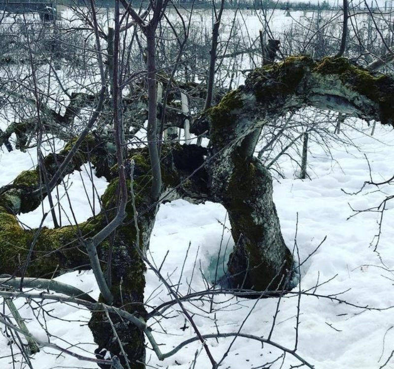 世界上最古老的苹果树是那颗？（已存活600年以上）