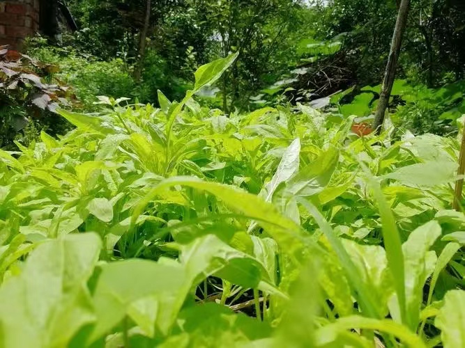 原来地球上不止人类会说话，植物也可以言语交流真相跌破眼镜