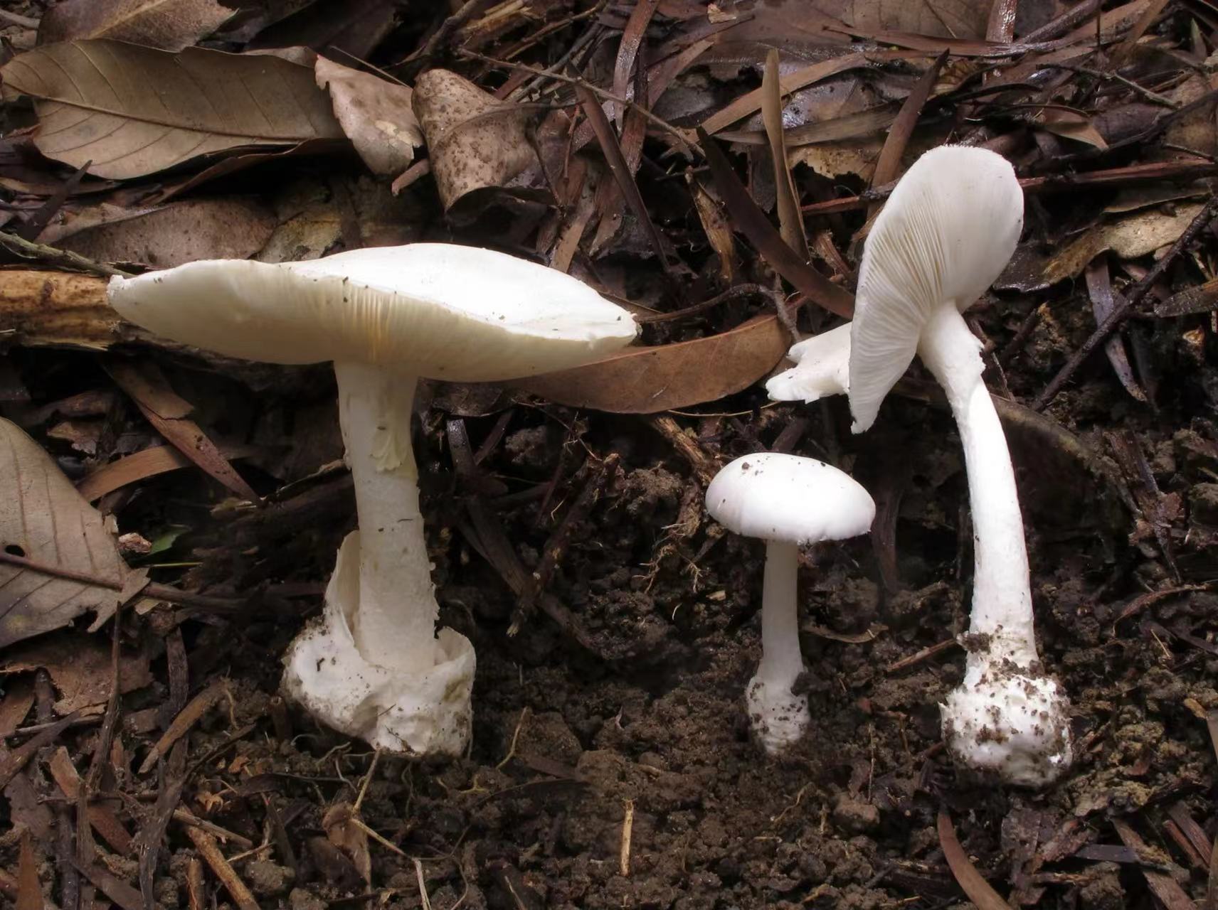 深圳6人吃蘑菇集体中毒，比蛇还毒的致命鹅膏菌为什么不铲除殆尽