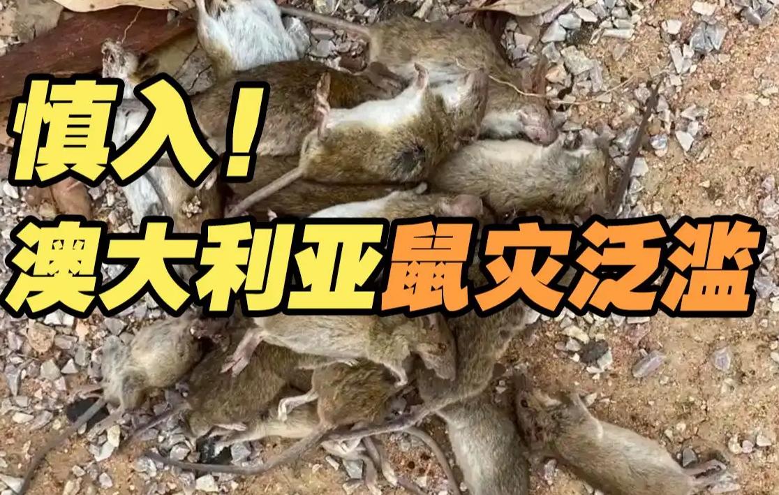 澳大利亚爆发数十年不遇的鼠灾，专家却束手无策，祈祷冬天快来