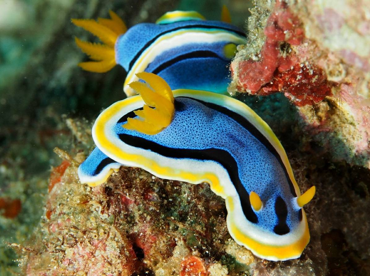 海底发现新物种，形状似类外星人的脸（迷幻躄鱼）