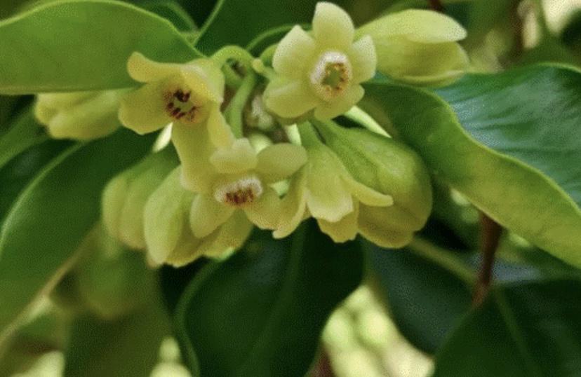 科学院传来最新消息，在土沉香花中发现抗癌物质医学意义重大