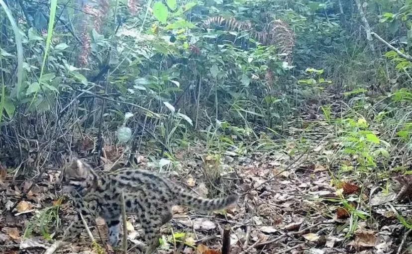 广东梅州等地有豹猫闯进农户家中咬死牲畜，农户对此束手无策。