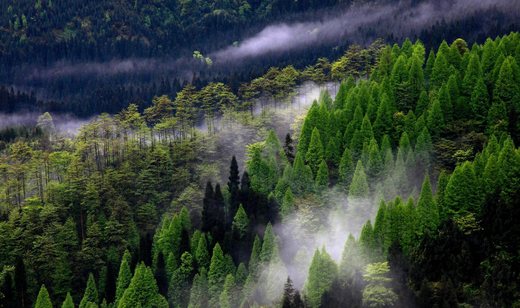 德国卫星对准各国森林，我国有大片绿色（植树造林）