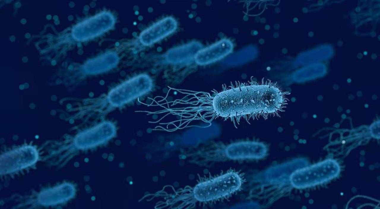 深埋地下2.4公里，吃硫酸盐喝地下水的生物（微生物）