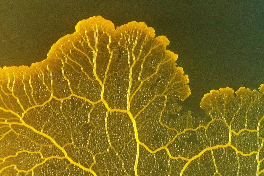 人类会输给一只单细胞生物？智力并非是动物的专属（生物智商）