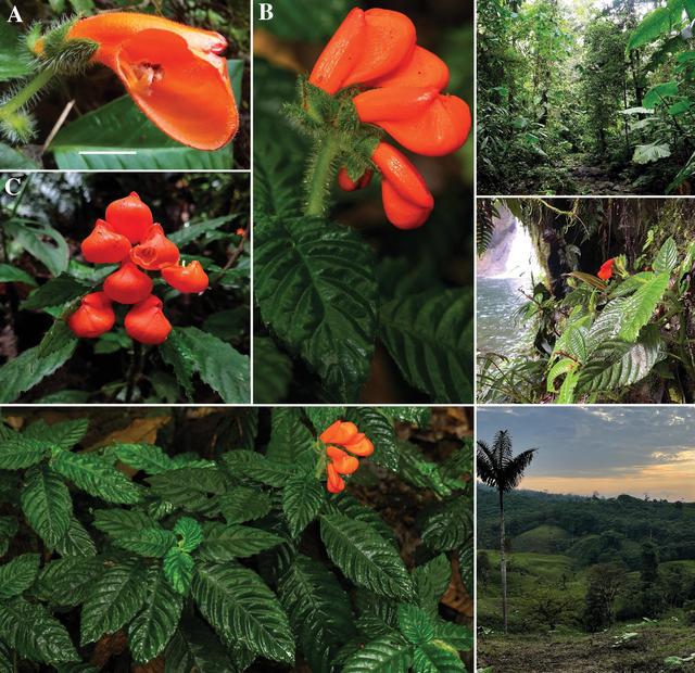 这种学名叫“灭绝”的野花，其实并没有灭绝  （植物特征）
