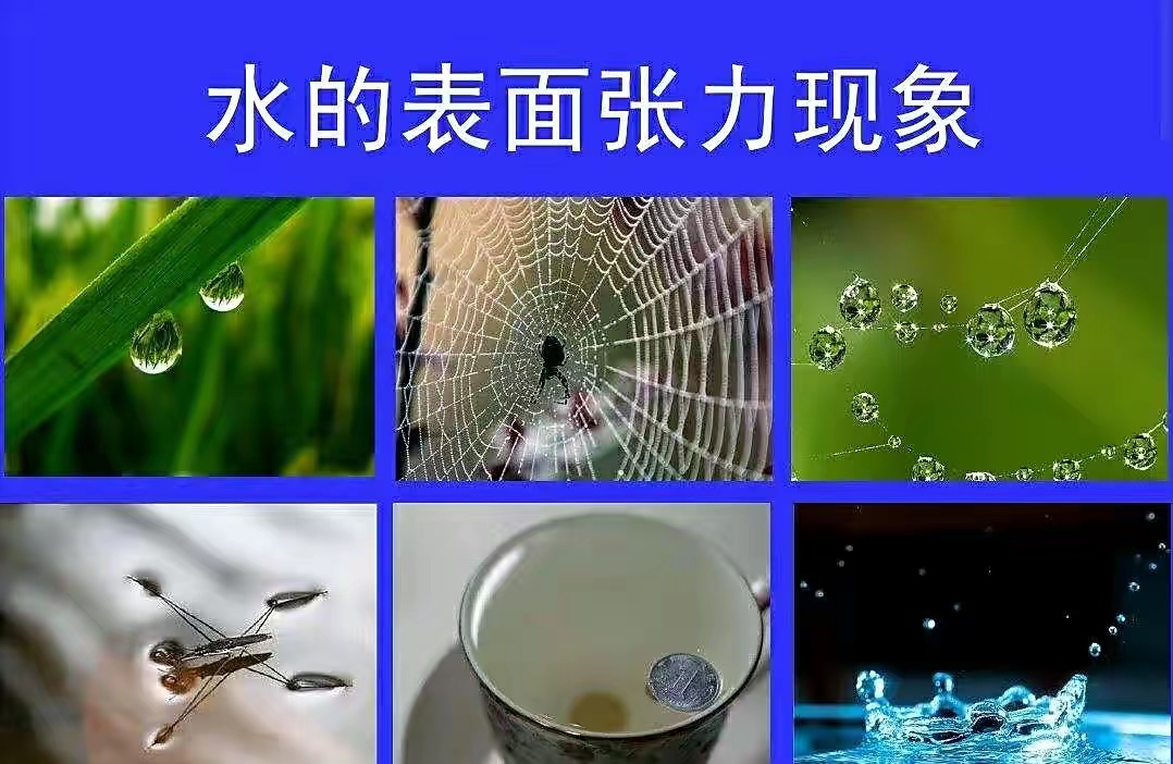 我们的身体对称性是怎么产生的？《自然》新研究发现源于表面张力