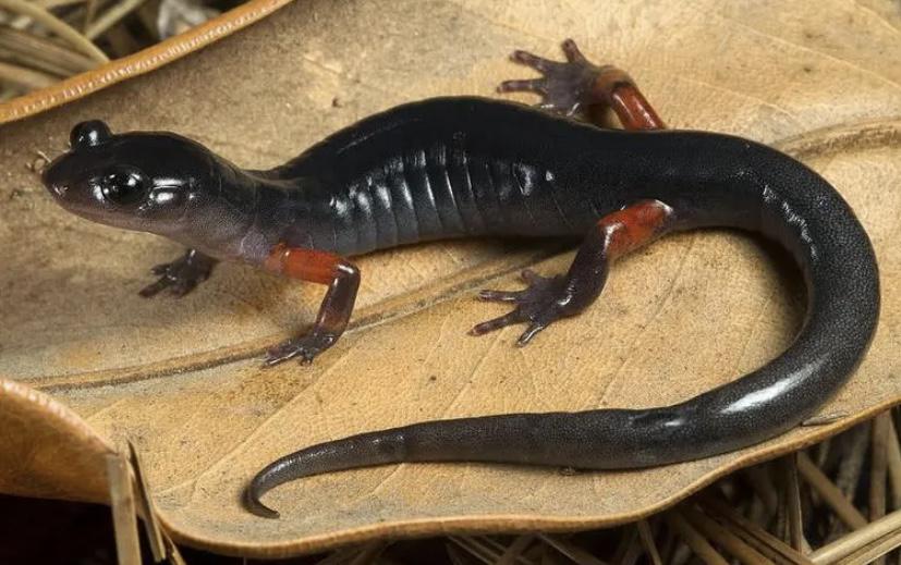 陆地生物流浪攀螈，可以从百米高的距离一跃而下，毫发无伤