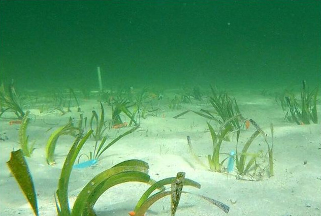 地球上最大的植物是什么？ 是一“株”海草 （世界之最）