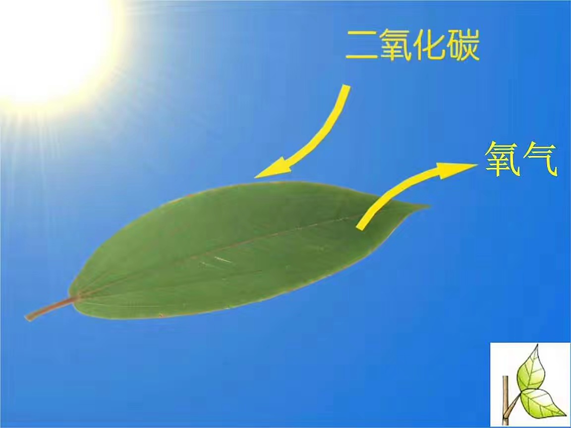自然光合作用效率连1%都不到，人工合作用可提高18倍（能量转化）