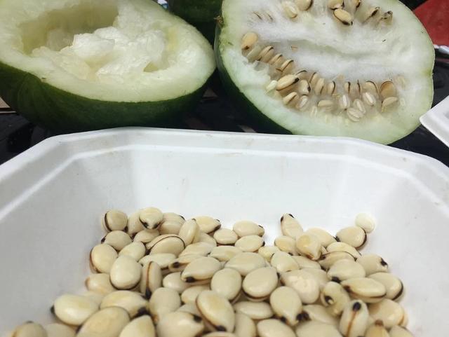 6000年前，西瓜的肉还是苦的，人们种植西瓜只为获得西瓜籽？