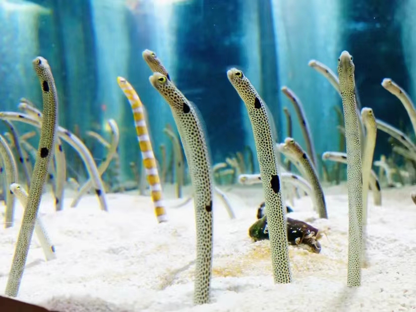 在海底的花园鳗鱼是怎么觅食的？（捕食浮游生物）
