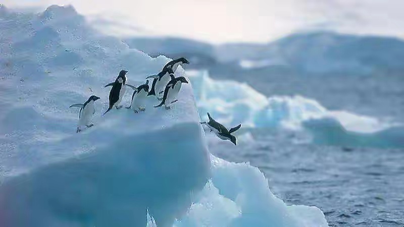 生命的终结地南极，冰冷的南极深海隐藏着多少秘密？