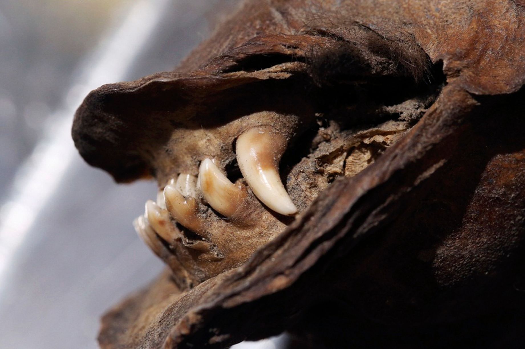 在冻土冰封57000年后，史前生物终于重见天日（狼头骨）