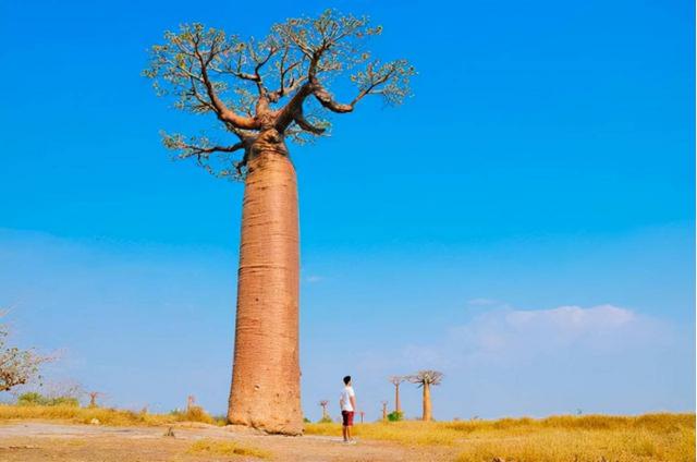 猴面包树寿命可达5000年，能吃能喝又能住，为什么引进中国变样？