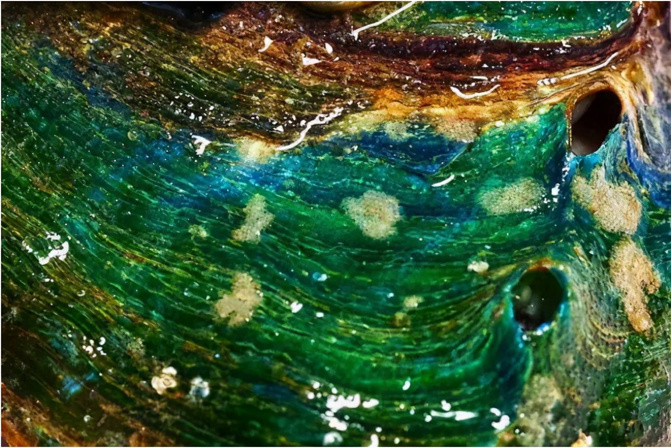 静止的海绵会走路了？北极深海发现“意外现象”（海底生物）