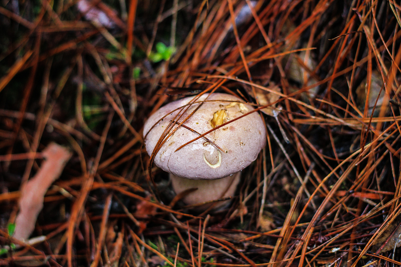 经常躲在松针丛中，戴着青绿色的“帽子”（野生菌）