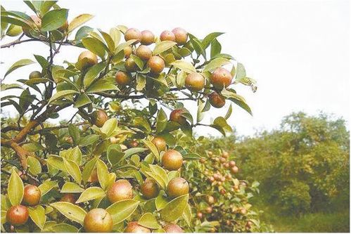 被病菌感染后发生异变，长出肥嫩的茶苞（油茶树）