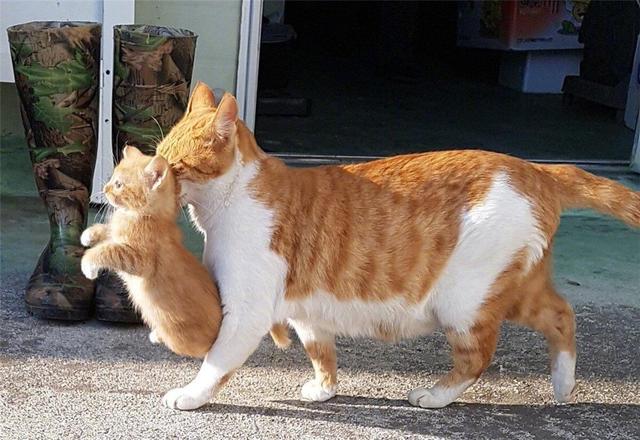 为什么揪住猫咪的后颈，就一动不动？用这招能制服老虎吗？