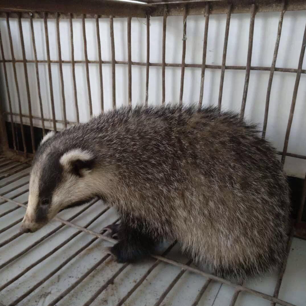 鄂州惊现“野猪”？发现时口吐白沫（猪獾）