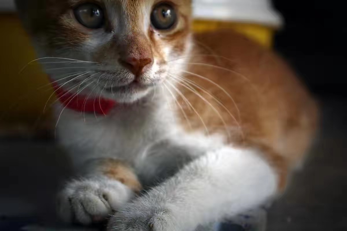 中国人什么都敢吃，为什么拒绝吃猫肉，难道仅仅是因为猫肉发酸？