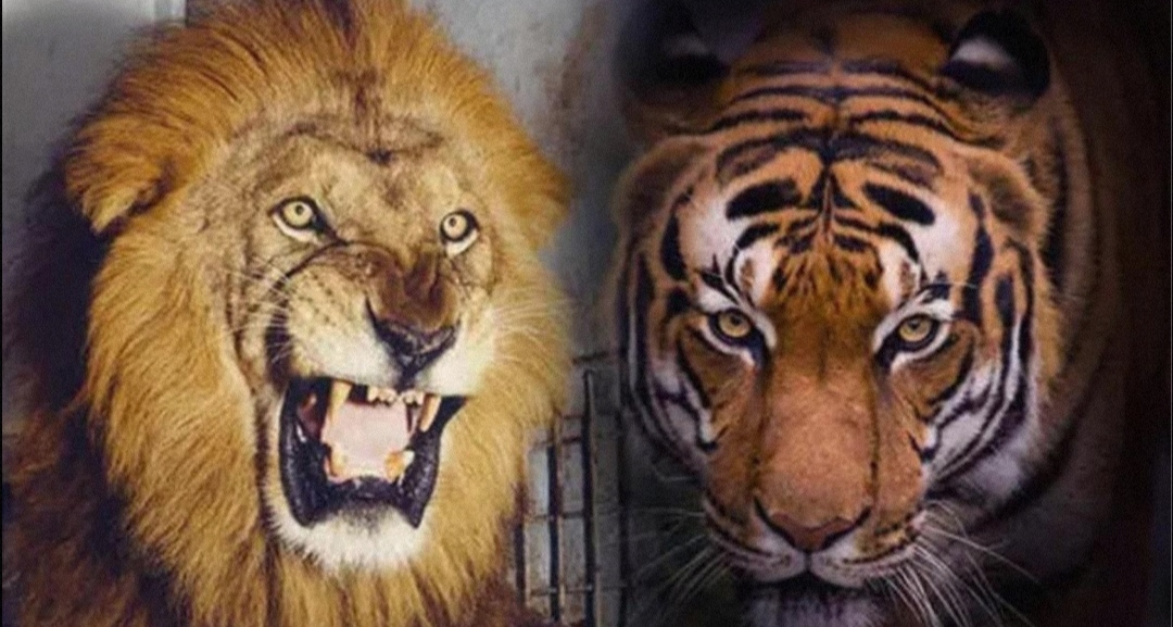 东北虎被称为丛林之王，有什么特别之处？可以战胜狮子吗？