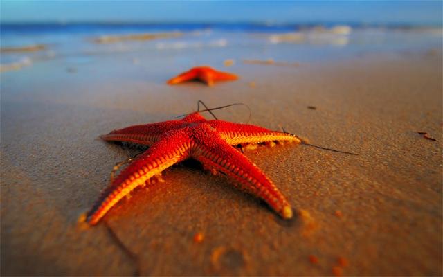 “海底蝗虫”令渔民忧心忡忡，海星为什么泛滥成灾（环境问题）