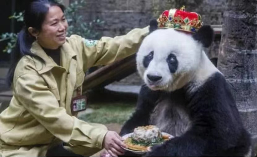 印度想租借大熊猫，却被我国屡次拒绝，为什么不租借给印度呢？