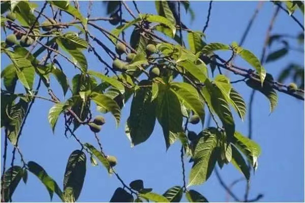 箭毒木到底有多毒，又有什么作用？（治疗心脏疾病）