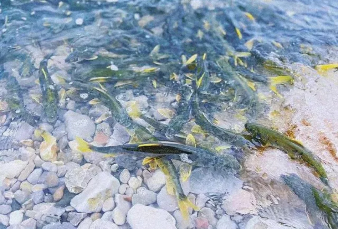 3年吃7万吨，数量恢复之后黑色市场浮上台面？(湟鱼)