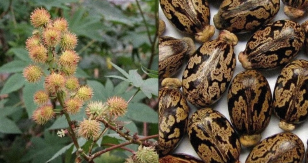 小时到处可见的蓖麻，中国年需求40万吨，美国列为战略物资？