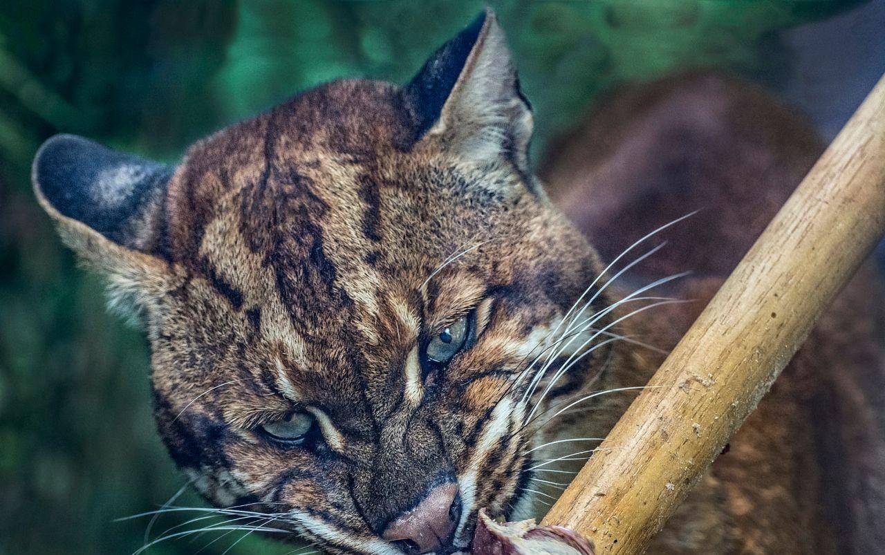 山中无老虎，小猫要称王（亚洲金猫）