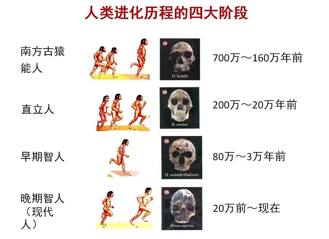 人类一夫一妻制使自然选择失效，人停止进化了？其实进化在加速