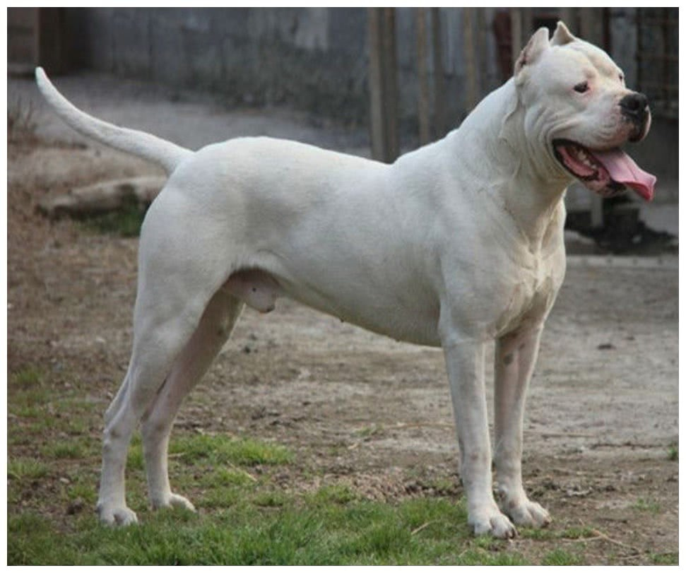 犬界单挑无对手，实力超越北美灰狼（杜高犬）
