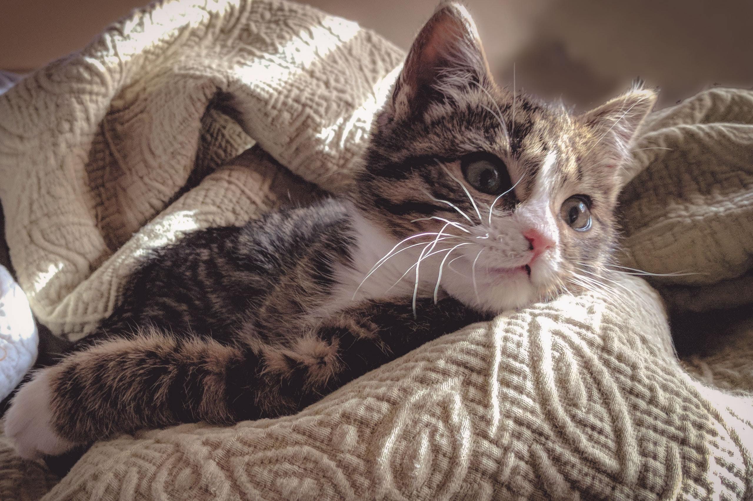 这些关于小猫咪的偏见，该纠正了（解读猫咪）
