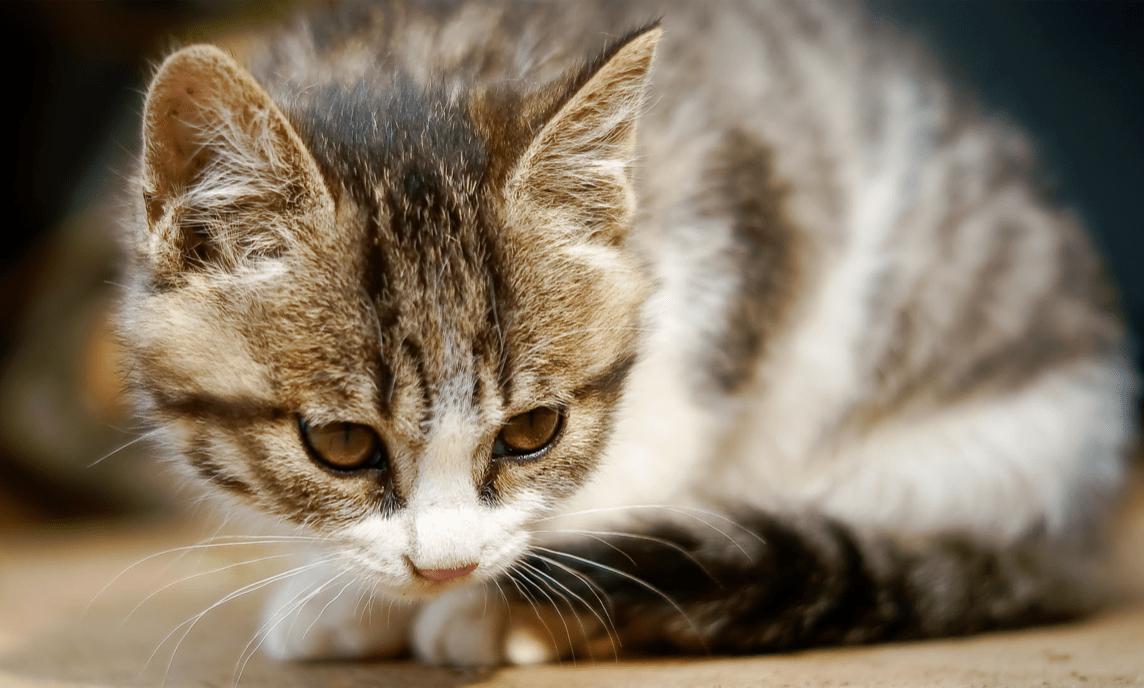 猫从高处落下不会摔死？千万不要轻易尝试（翻正反射）