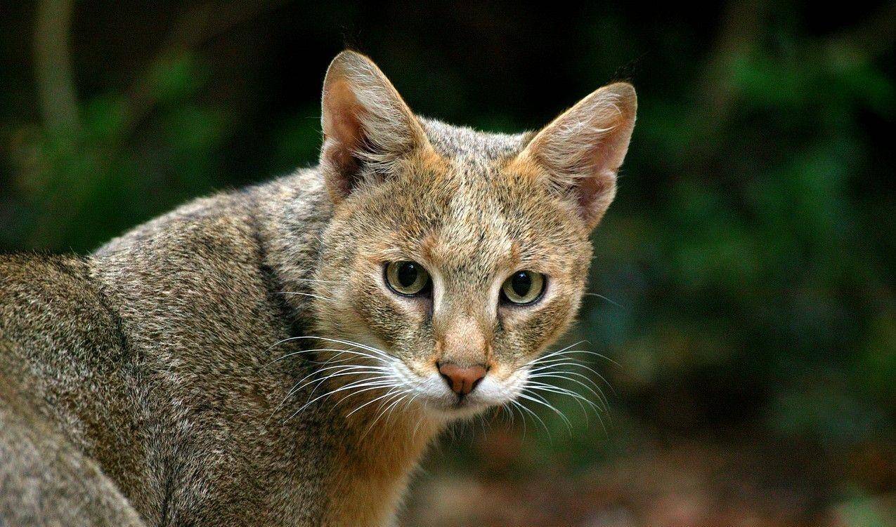 南边有种猫科动物，据说是猞猁的亲戚（以小博大）