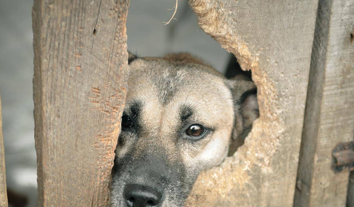 流浪狗还是受保护动物？澳洲野犬该怎么看待（家犬野化）