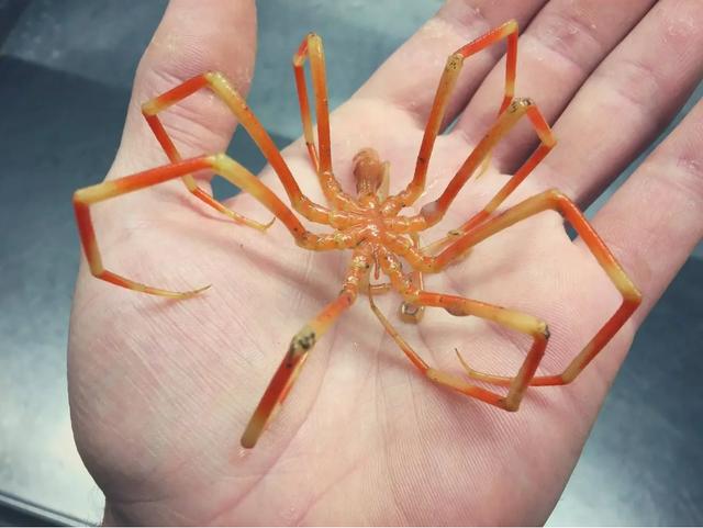 什么是海蜘蛛？和陆地上的蜘蛛有什么区别？（微小的海底生物）